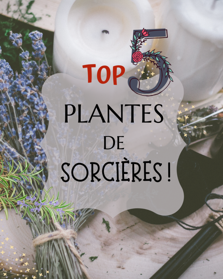 Top Des Plantes Magiques Pour Bien Commencer En Sorcellerie Les