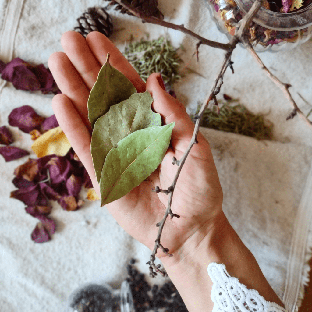 Les Petits Chaudrons - Plantes magiques de sorcières