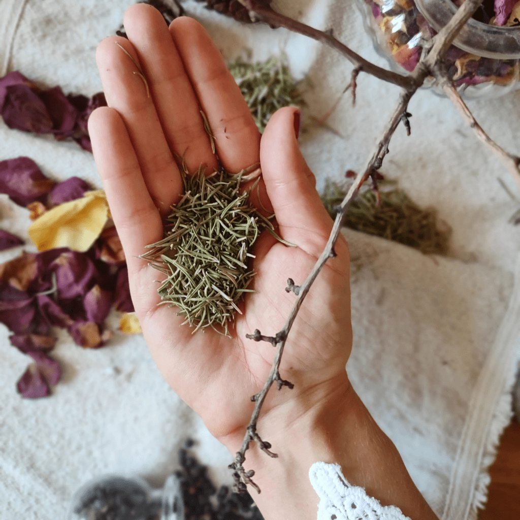 Les Petits Chaudrons - Plantes magiques de sorcières