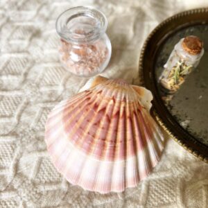 Les petits chaudrons- Coquille Saint Jacques
