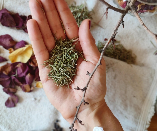 Les Petits Chaudrons - Plantes magiques de sorcières