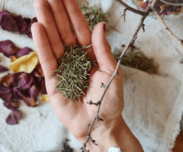 Les Petits Chaudrons - Plantes magiques de sorcières